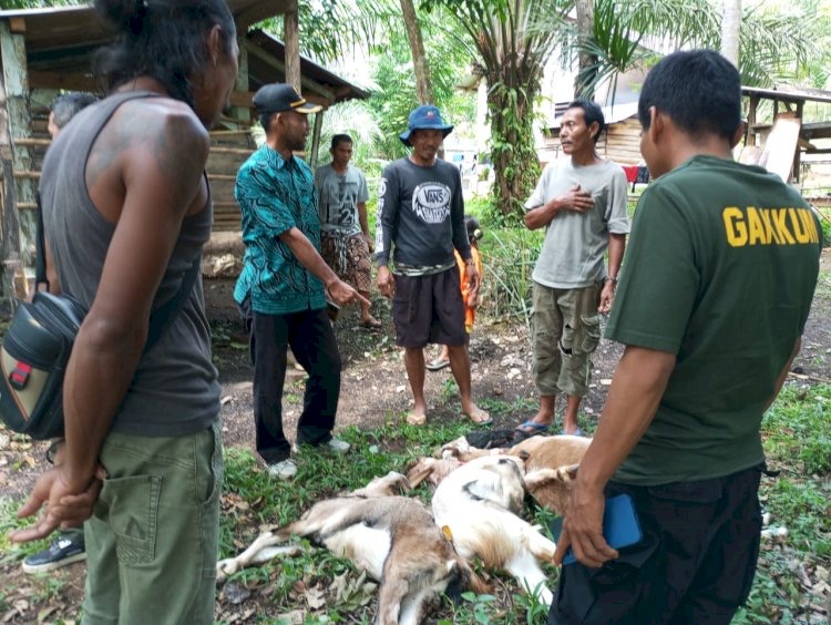 Teror Binatang Buas Pemangsa Hewan Ternak  di Seluma Bikin Resah Warga