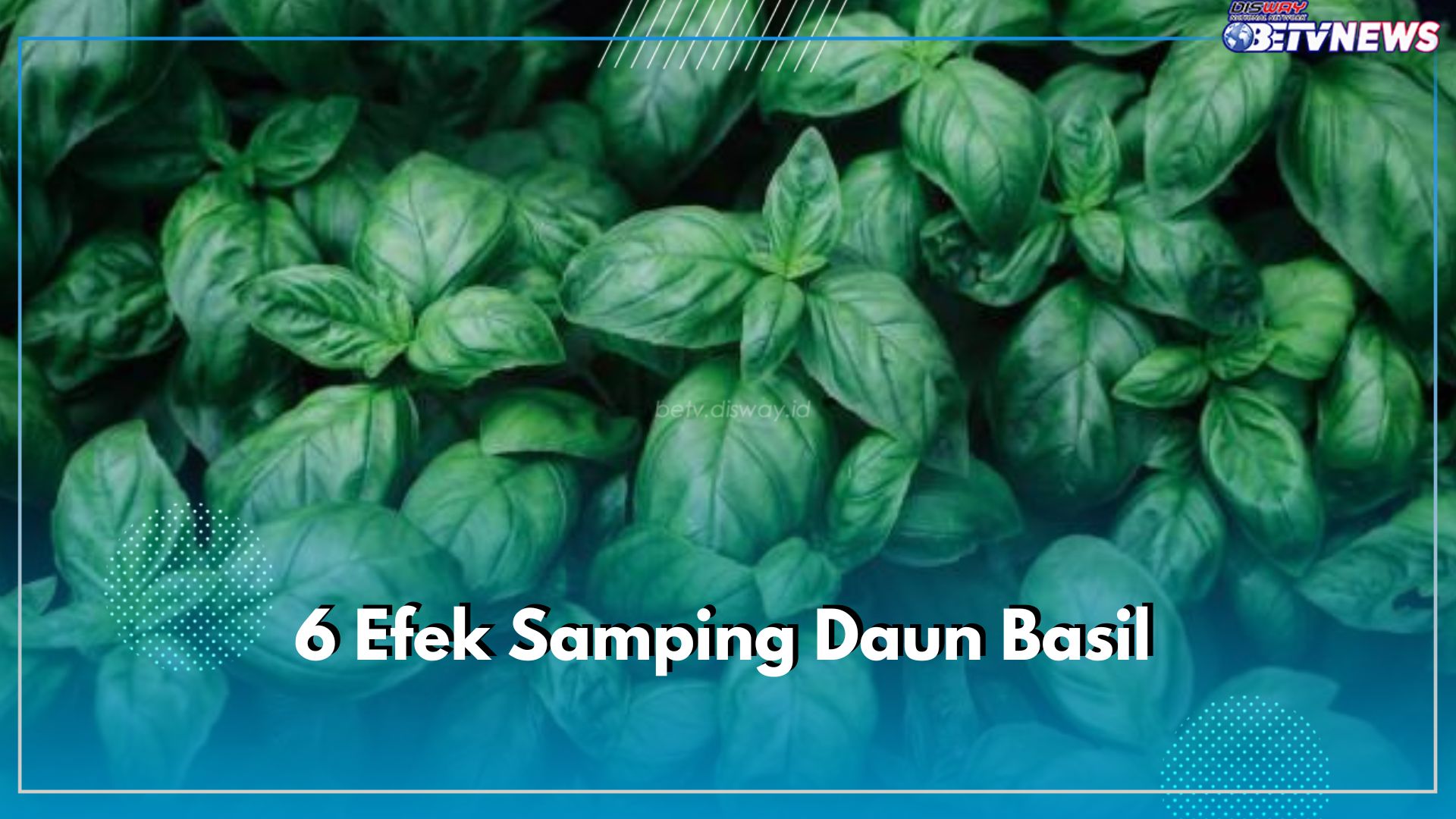 Ketahui 6 Efek Samping Daun Basil Jika Dikonsumsi Berlebih, Tidak Baik untuk Kesehatan