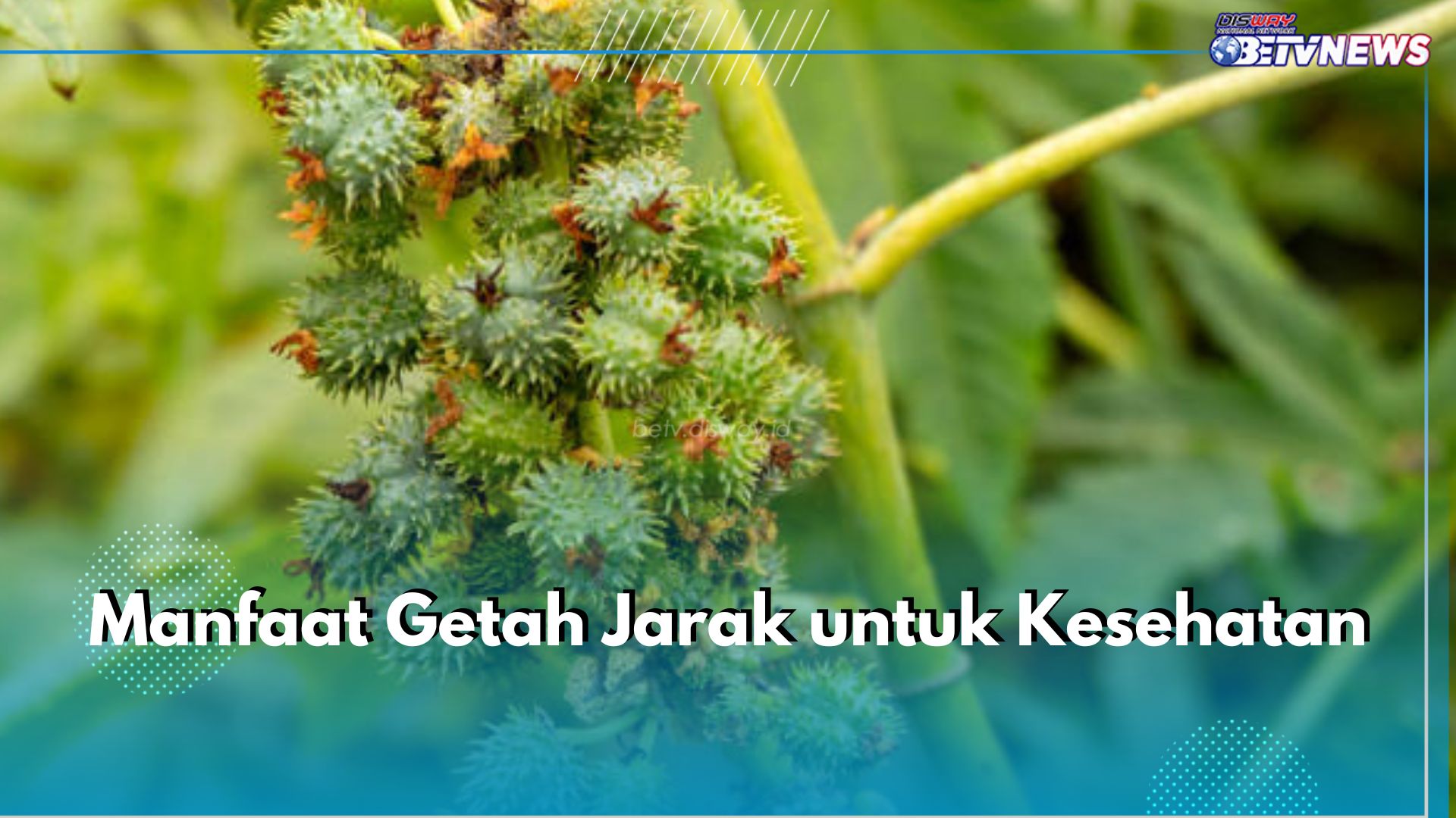 Wajib Tahu! Ini 5 Manfaat Getah Jarak untuk Kesehatan Tubuh, Bisa Atasi Peradangan