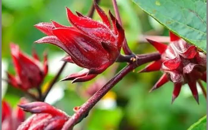 Ingat Jangan Berlebihan! Waspadai 7 Gejala yang Muncul Akibat Terlalu Banyak Mengonsumsi Bunga Rosella