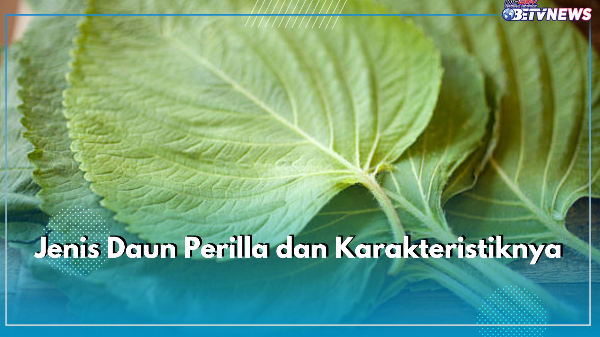 Jangan Tertukar! Daun Perilla Punya 5 Jenis yang Berbeda, Cek di Sini Karakteristiknya