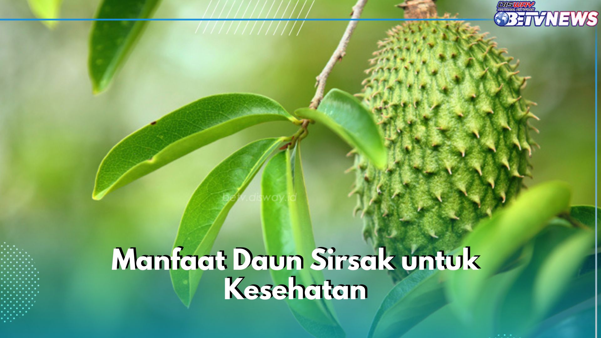 7 Manfaat Daun Sirsak untuk Kesehatan, Herbal Mujarab Obati Kanker