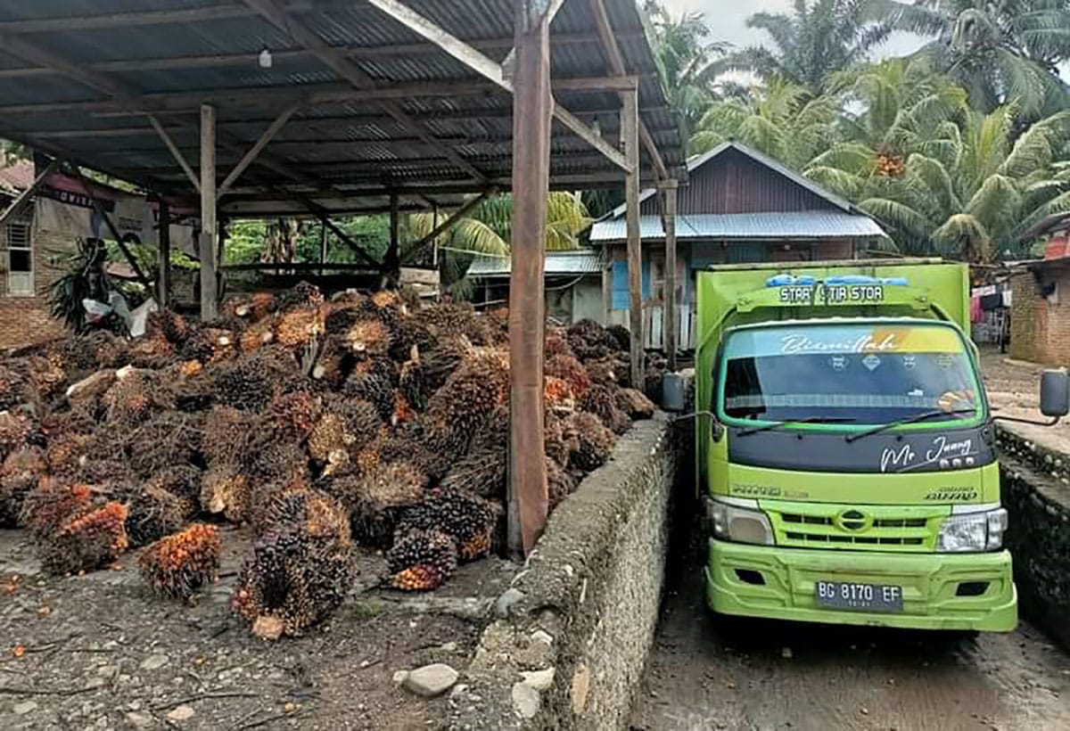 Harga TBS Sawit di Kabupaten Seluma Tembus Rp2.900 per Kilogram