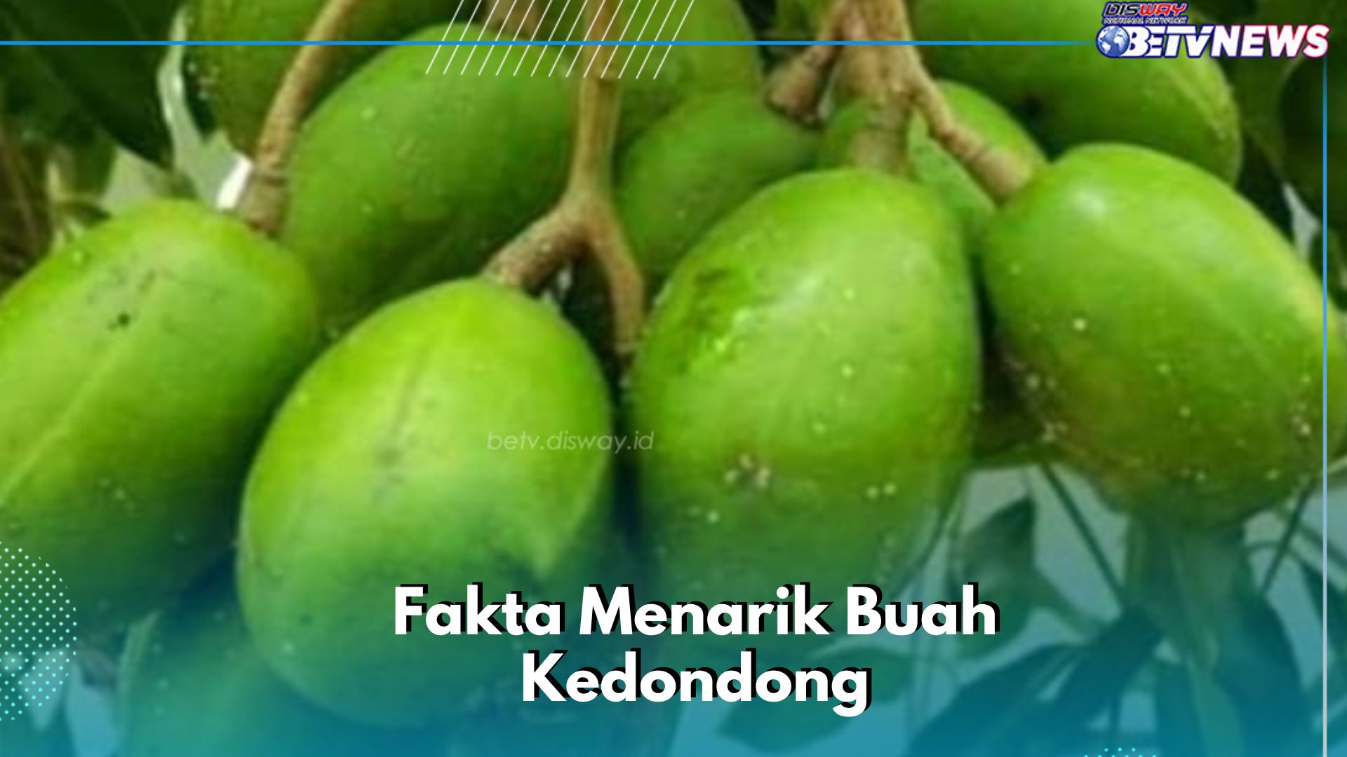 Cek di Sini! Fakta Tentang Buah Kedondong yang Perlu Diketahui, Baik untuk Kesehatan