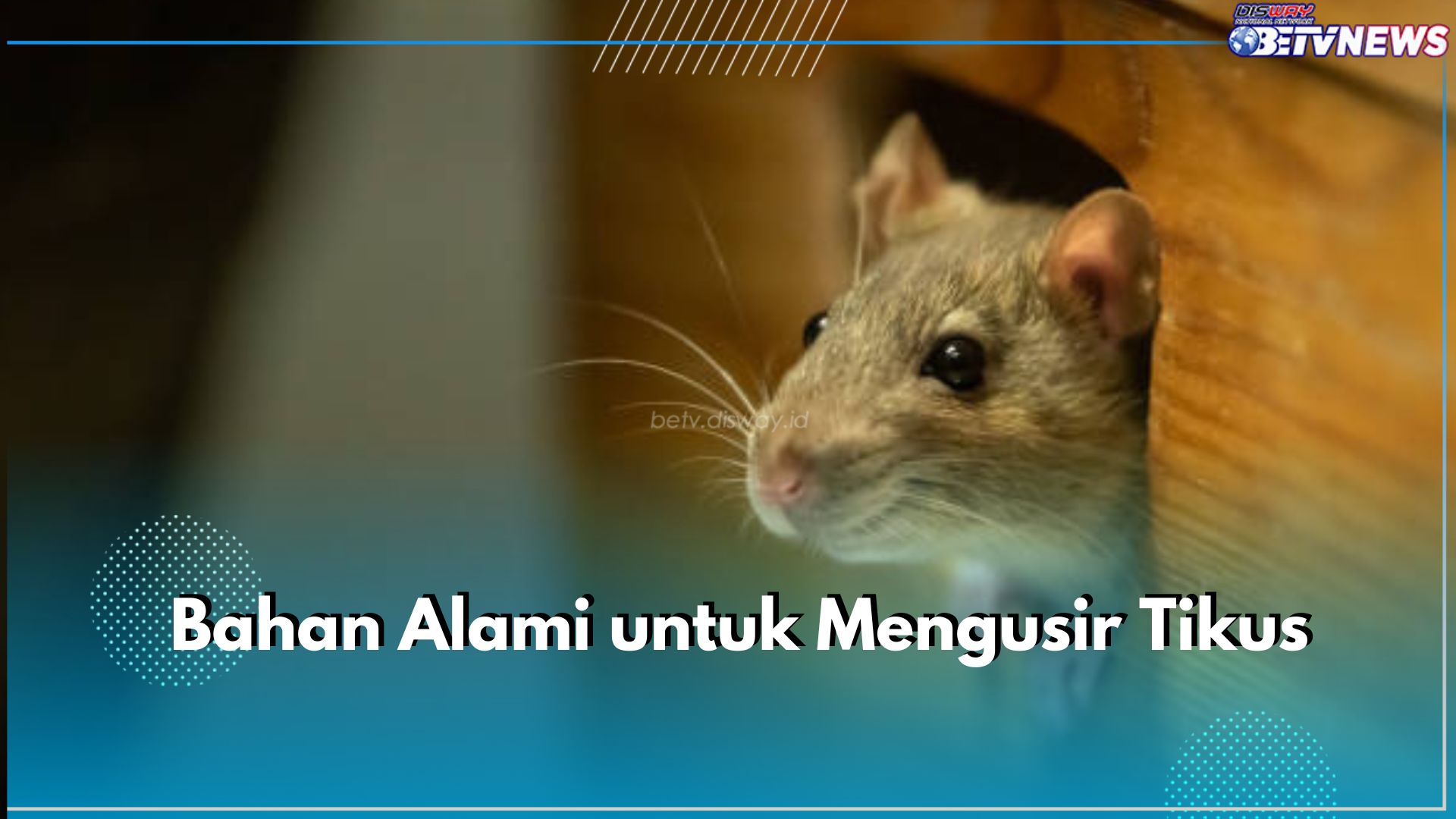 7 Bahan Alami Ini Bisa Bantu Halau Tikus dari Rumah, Salah Satunya Bawang Putih