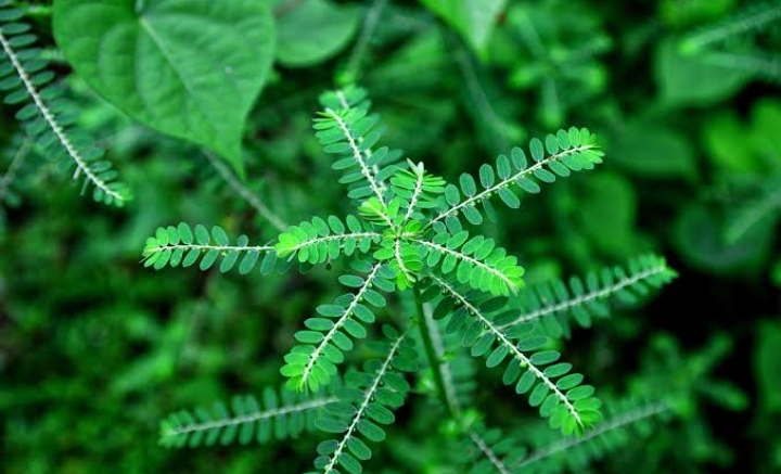 Ini Daftar Kelompok Orang yang Dilarang Konsumsi Daun Meniran, Siapa Saja?