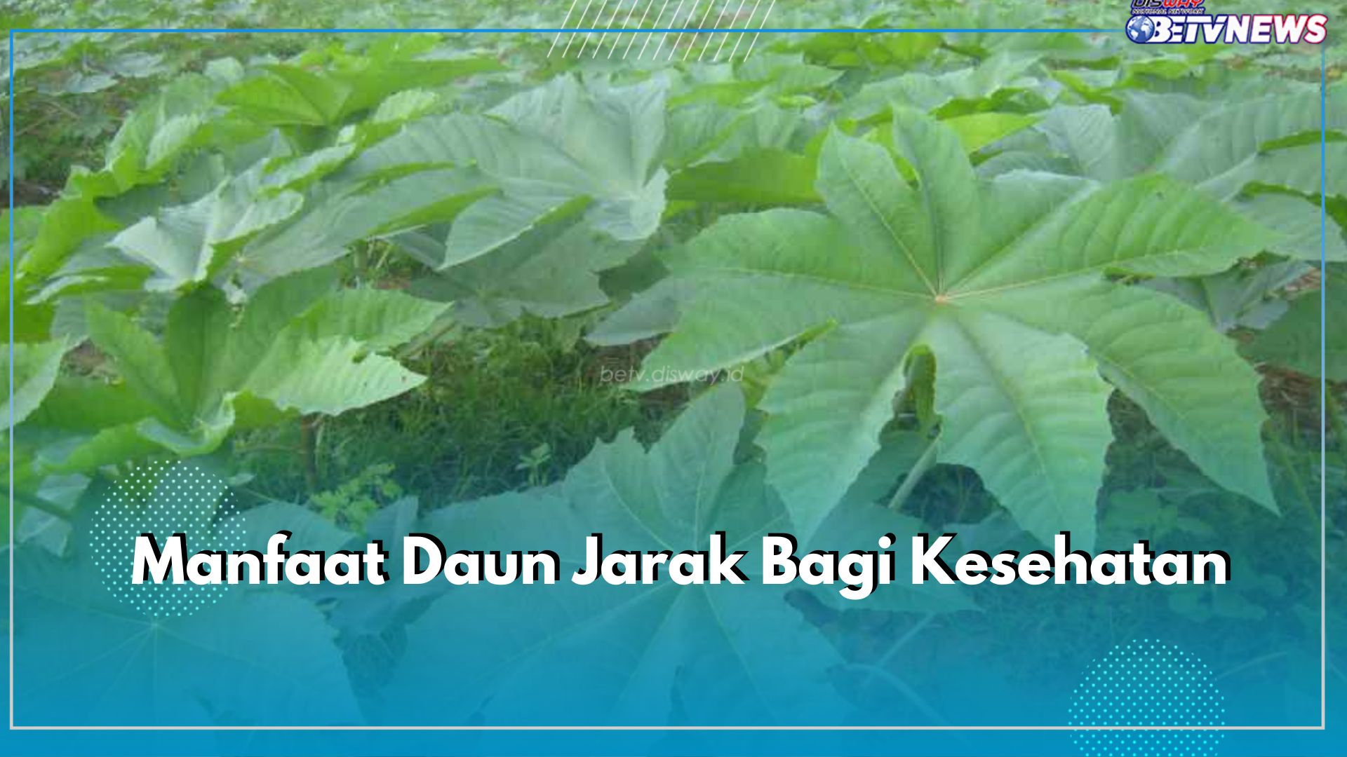 9 Manfaat Daun Jarak untuk Kesehatan, Bisa Mengobati Diabetes hingga Perut Kembung