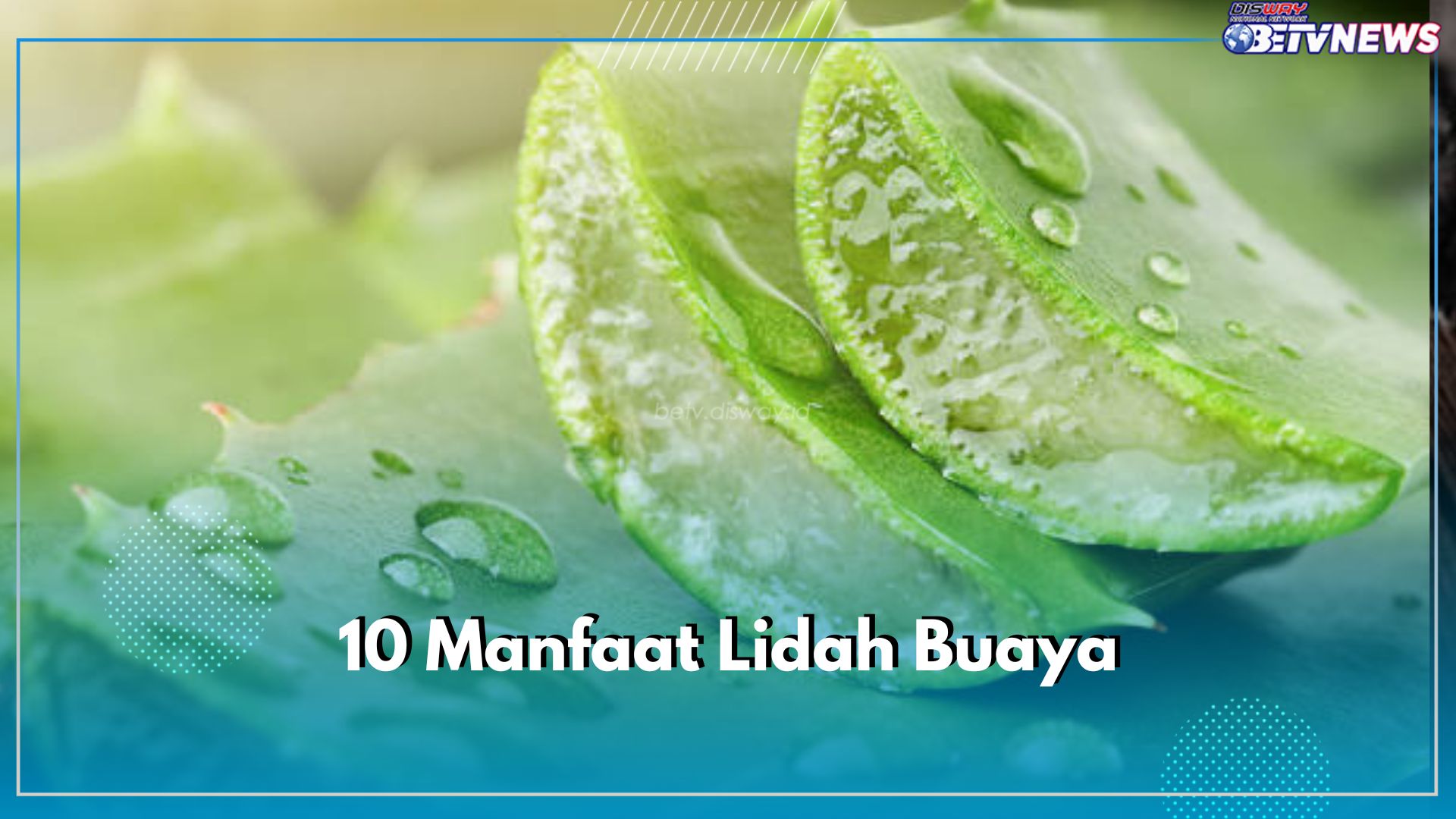 10 Manfaat Lidah Buaya, Bagi Kesehatan Ampuh Menyembuhkan Sariawan hingga Gula Darah, Cek di Sini