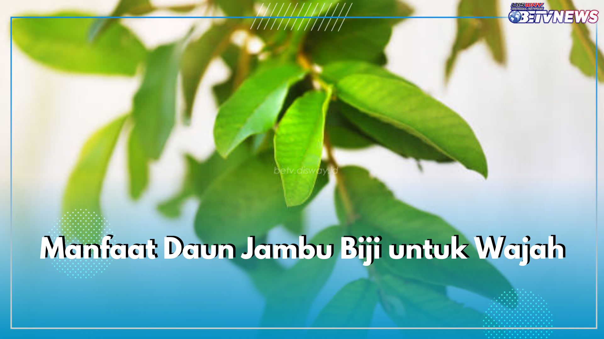 Bisa Jadi Scrub Alami, Ini 6 Manfaat Daun Jambu Biji untuk Wajah yang Perlu Kamu Ketahui