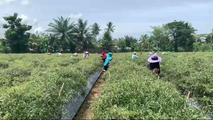 Hasil Panen Tak Maksimal dan Harga Jual Turun, Petani Cabai di Seluma Mengeluh