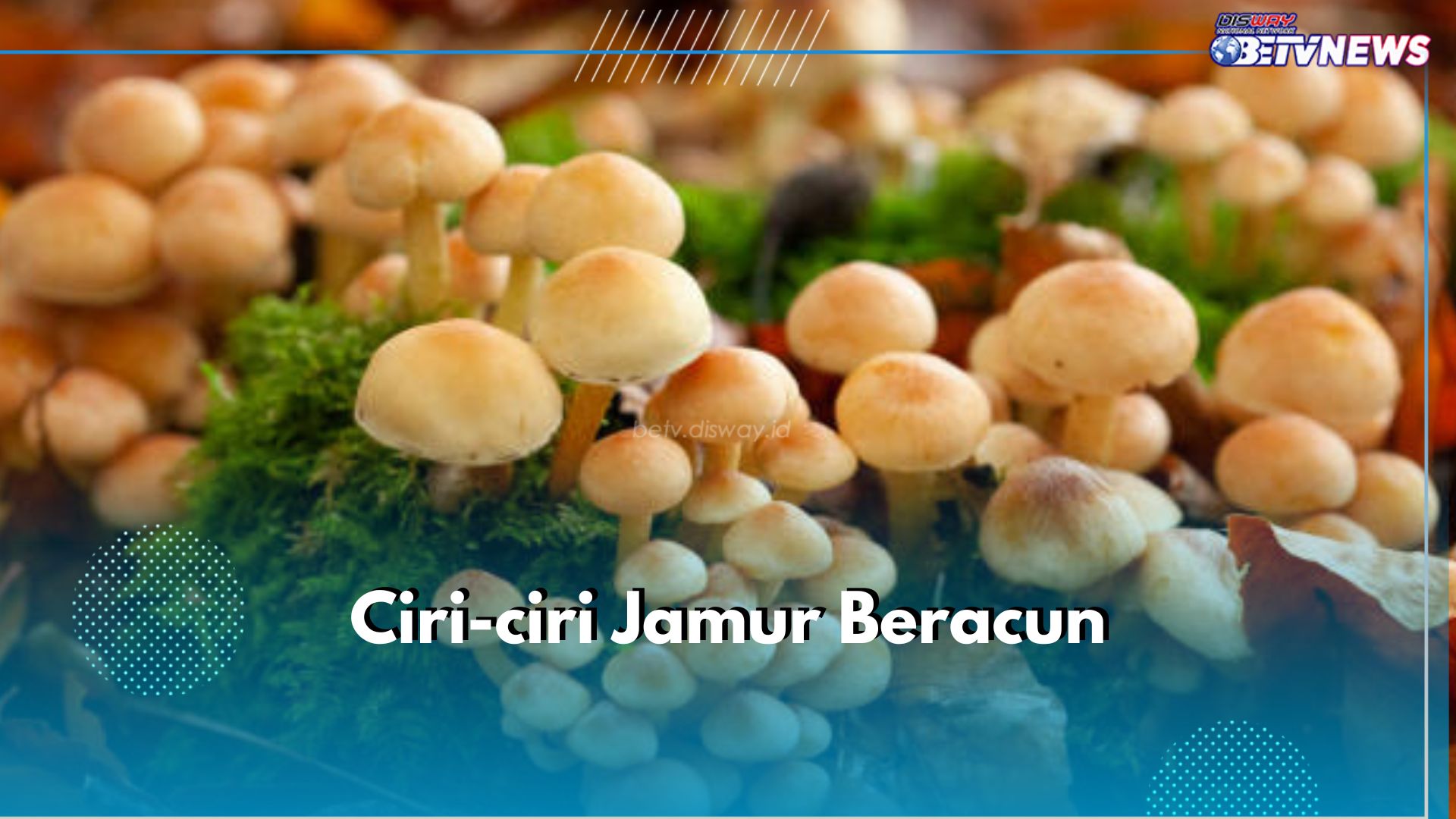 Catat! Ini 6 Ciri-ciri Jamur Beracun yang Perlu Kamu Hindari, Salah Satunya Berwarna Mencolok