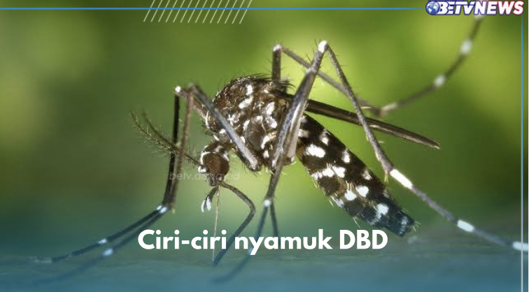 Jangan Keliru! Ini 6 Ciri-ciri Nyamuk Aedes Aegypti yang Sebabkan Demam Berdarah