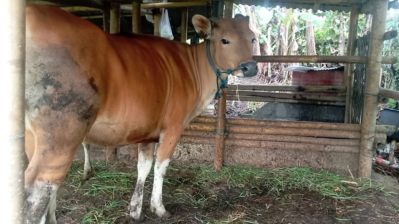 Wabah Jembrana di Seluma Meluas: 181 Sapi Terjangkit, 45 Dipotong Paksa