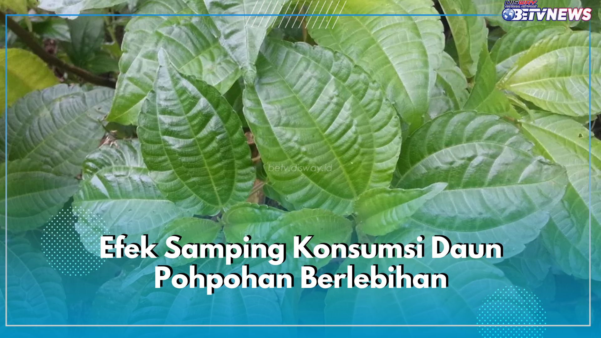 5 Efek Samping Konsumsi Daun Pohpohan Berlebihan yang Perlu Dihindari, Bisa Picu Alergi dan Masalah Ginjal