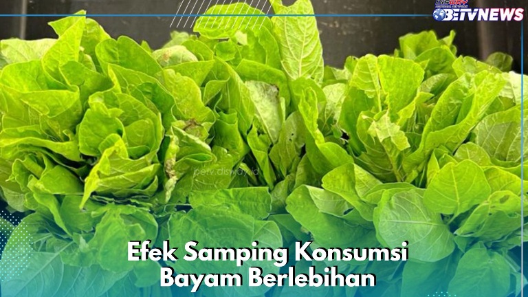 Ini Dampak Konsumsi Bayam Terlalu Banyak, Salah Satunya Bisa Membuat Tulang Keropos