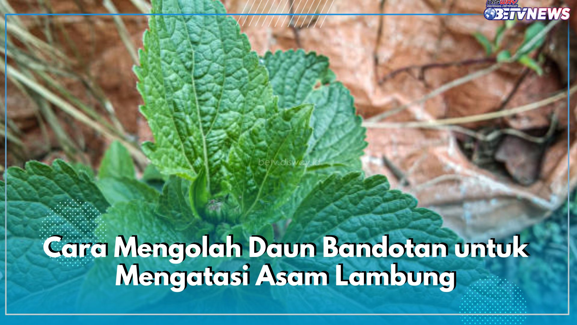 Begini Cara Mengolah Daun Bandotan bagi Penderita Asam Lambung, Perhatikan Anjuran Mengonsumsinya