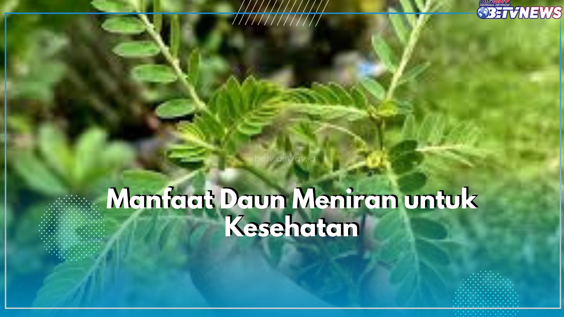 Dikenal Sebagai Tanaman Liar, Inilah 5 Manfaat Tersembunyi Daun Meniran untuk Kesehatan
