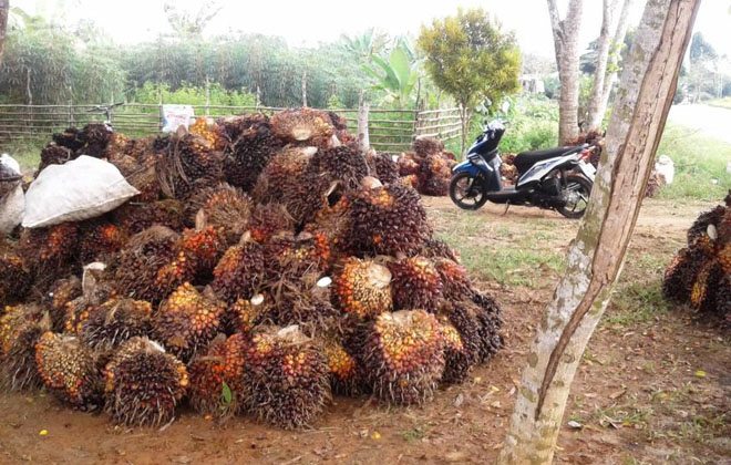 Petani Sawit di Seluma Keluhkan Hasil Panen Menurun dan Harga Pupuk Mahal