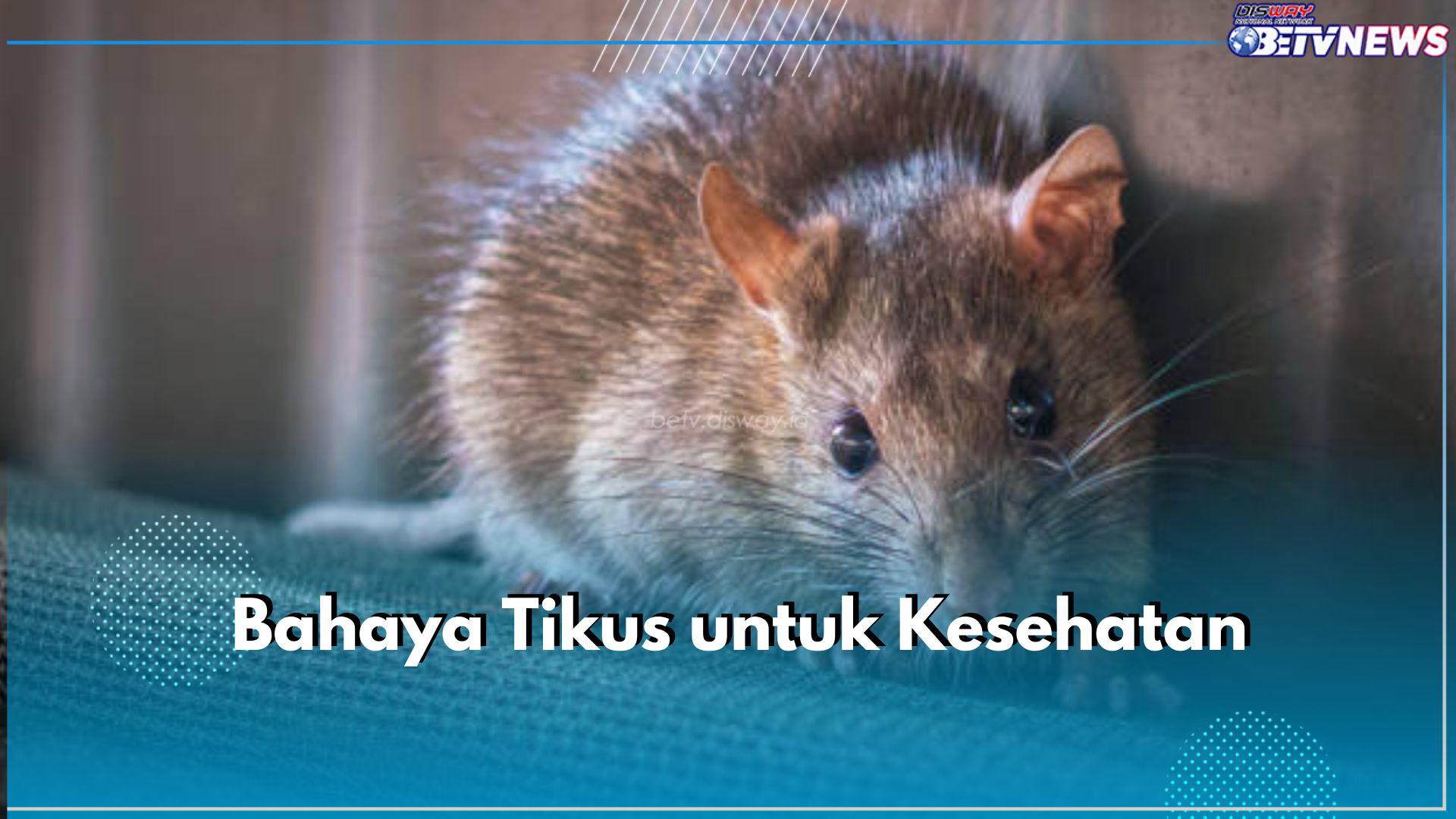 Waspadai 3 Bahaya Tikus untuk Kesehatan Tubuh Ini, Bisa Jadi Sumber Penyebaran Penyakit