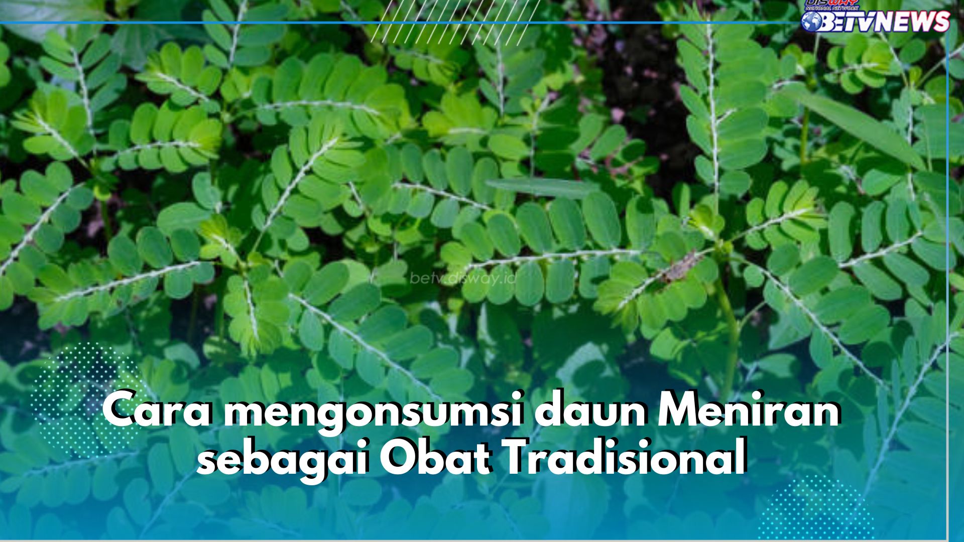 6 Cara Konsumsi Daun Meniran untuk Obat Tradisional, Bisa Dibuat Jus hingga Teh