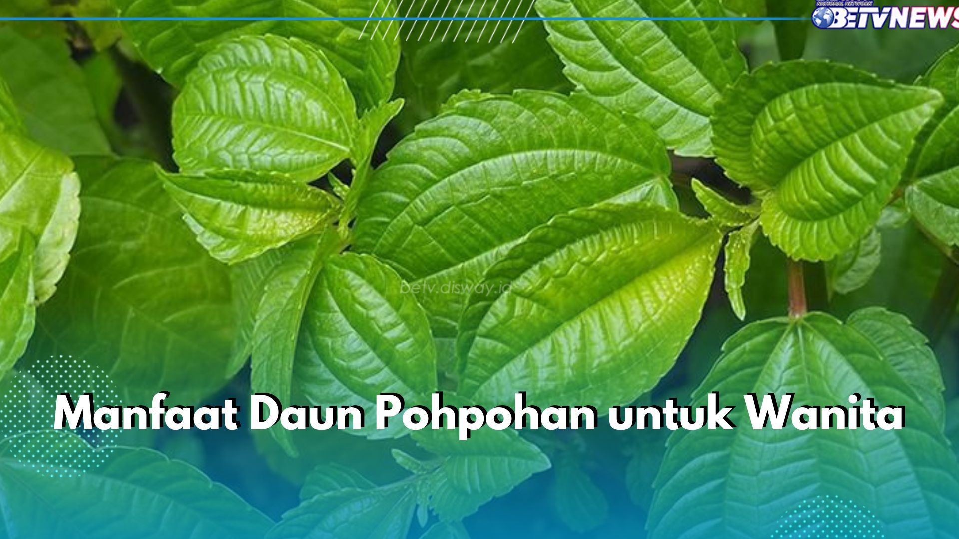 5 Manfaat Istimewa Daun Pohpohan Untuk Wanita, Bisa Dukung Kesehatan Kulit