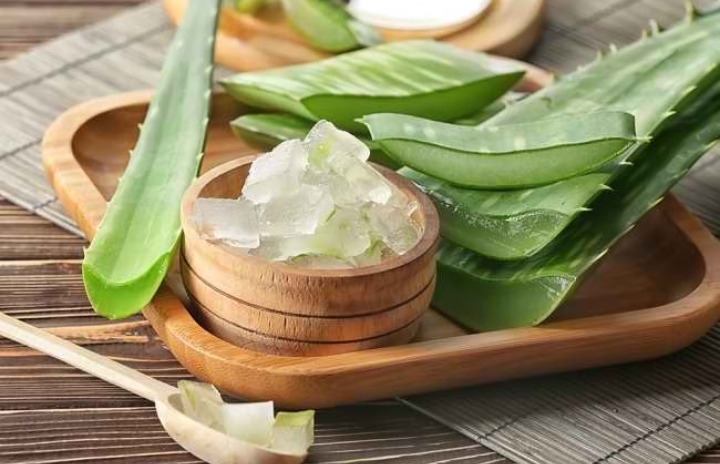 Cegah Kerontokan Rambut dengan Gunakan Lidah Buaya, Cek Manfaat Lengkapnya Disini!