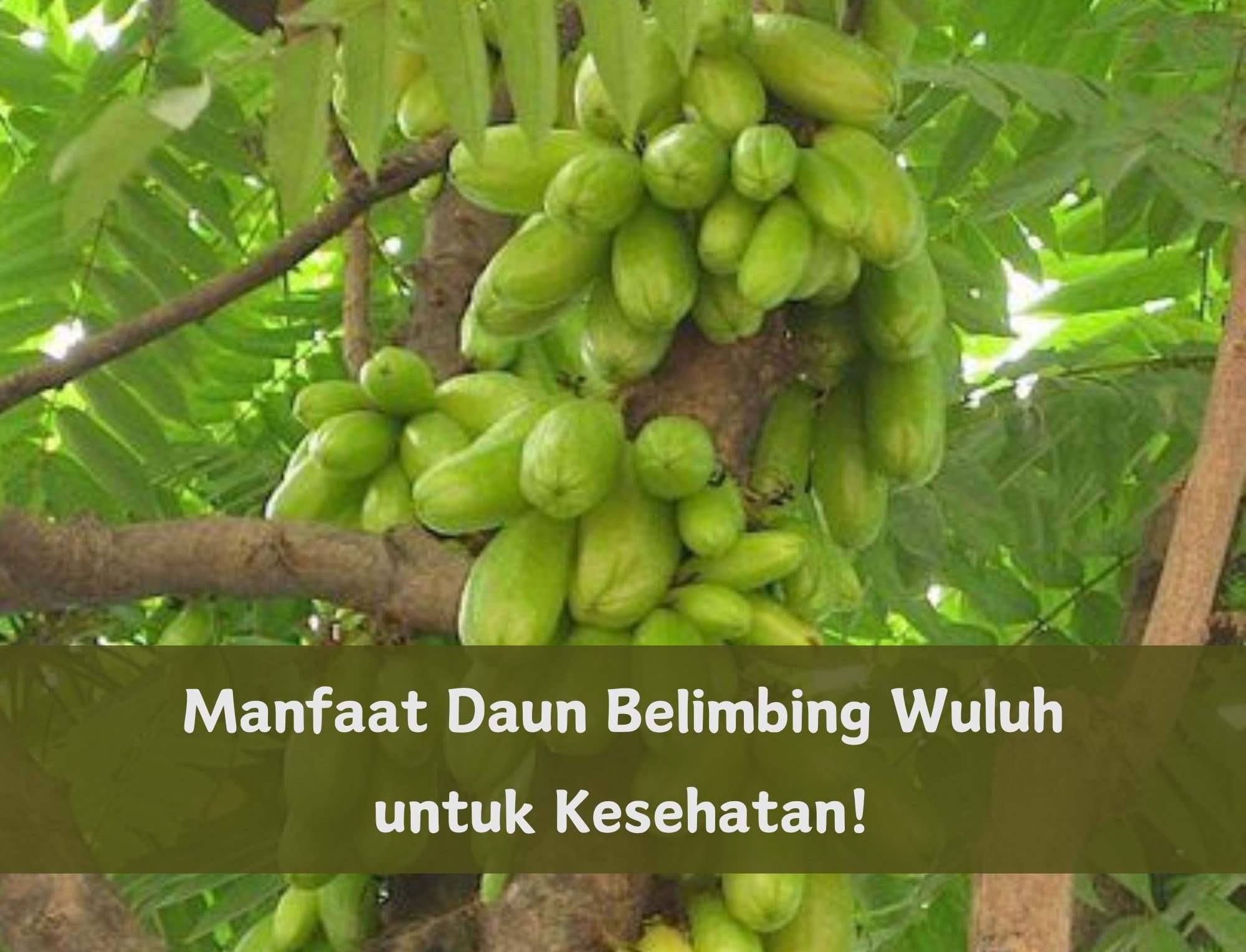 Daun Belimbing Wuluh Punya 7 Manfaat Luar Biasa untuk Kesehatan, Minum Air Rebusannya Bisa Redakan Nyeri Sendi