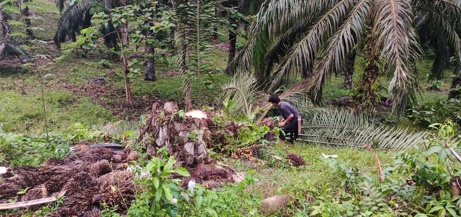 Tebang Pohon Sawit Tanpa Izin, Pemilik Kebun Ancam Laporkan PLN Tais ke Polres Seluma