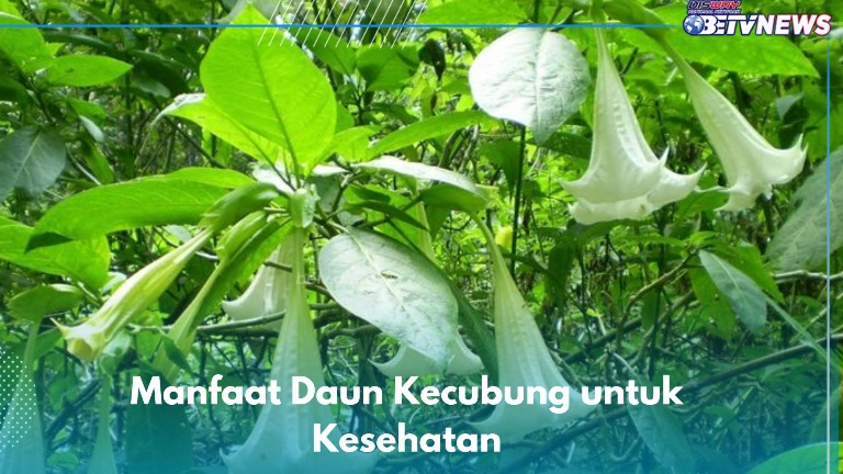 Ternyata Daun Kecubung Ampuh Mengatasi Flu, Ini Manfaat Lainnya yang Perlu Kamu Tahu