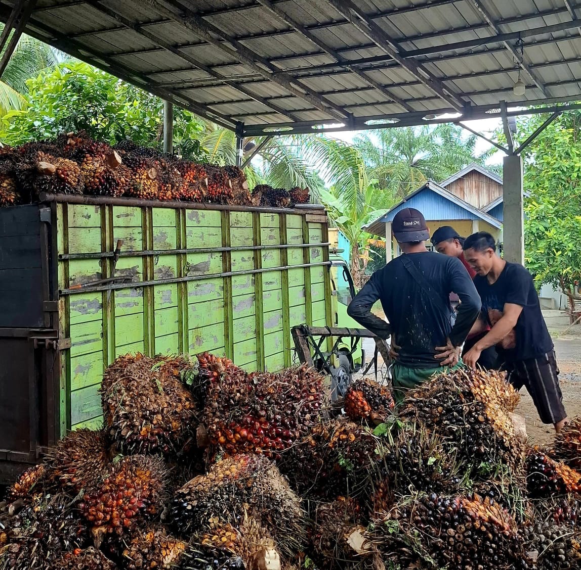 Harga Sawit di Seluma Stagnan, Bertahan di Rp 2.600 per Kilogram