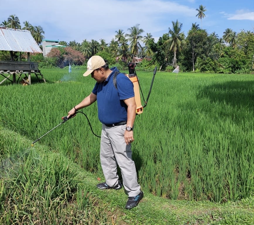 2 Hektar Sawah di Kecamatan Tetap Kaur Terserang Hama Blas dan Kresek