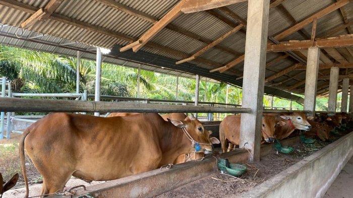 Baru 200 Dosis Vaksin PMK Disetujui, Distan Seluma Minta Peternak Segera Daftar