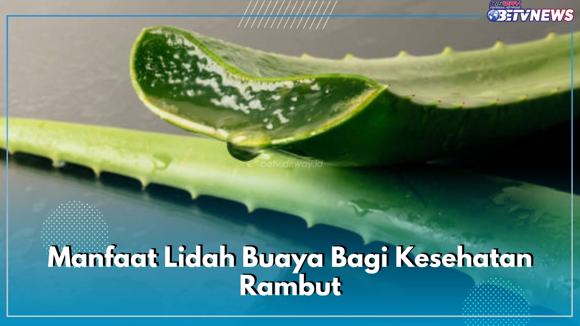 Intip di Sini 7 Manfaat Lidah Buaya Bagi Kesehatan Rambut, Kandungannya Penuh dengan Khasiat