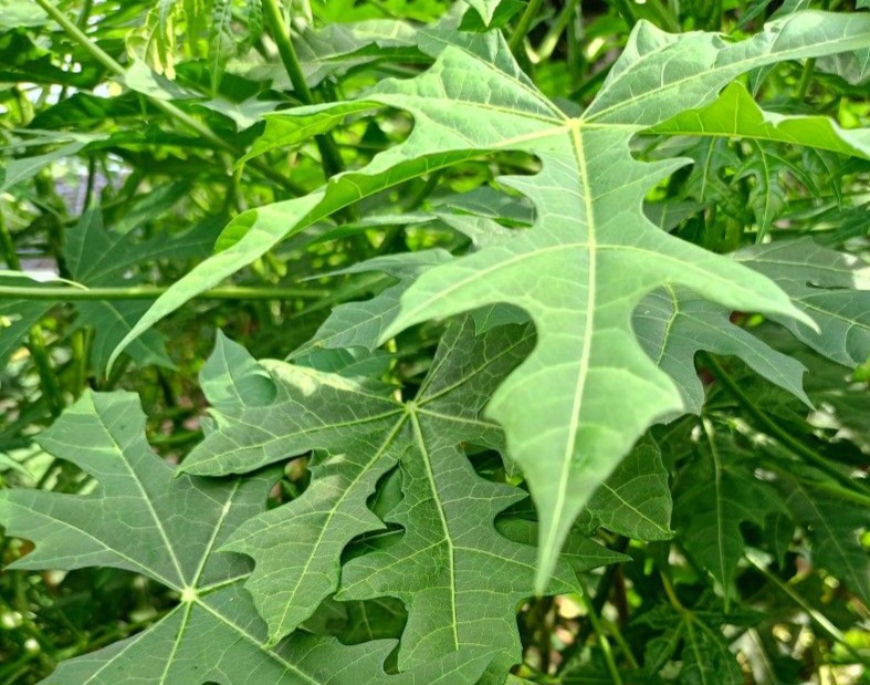 Ini Manfaat Daun Pepaya untuk Kesehatan, Kaya Nutrisi dan Senyawa Alami yang Baik bagi Tubuh