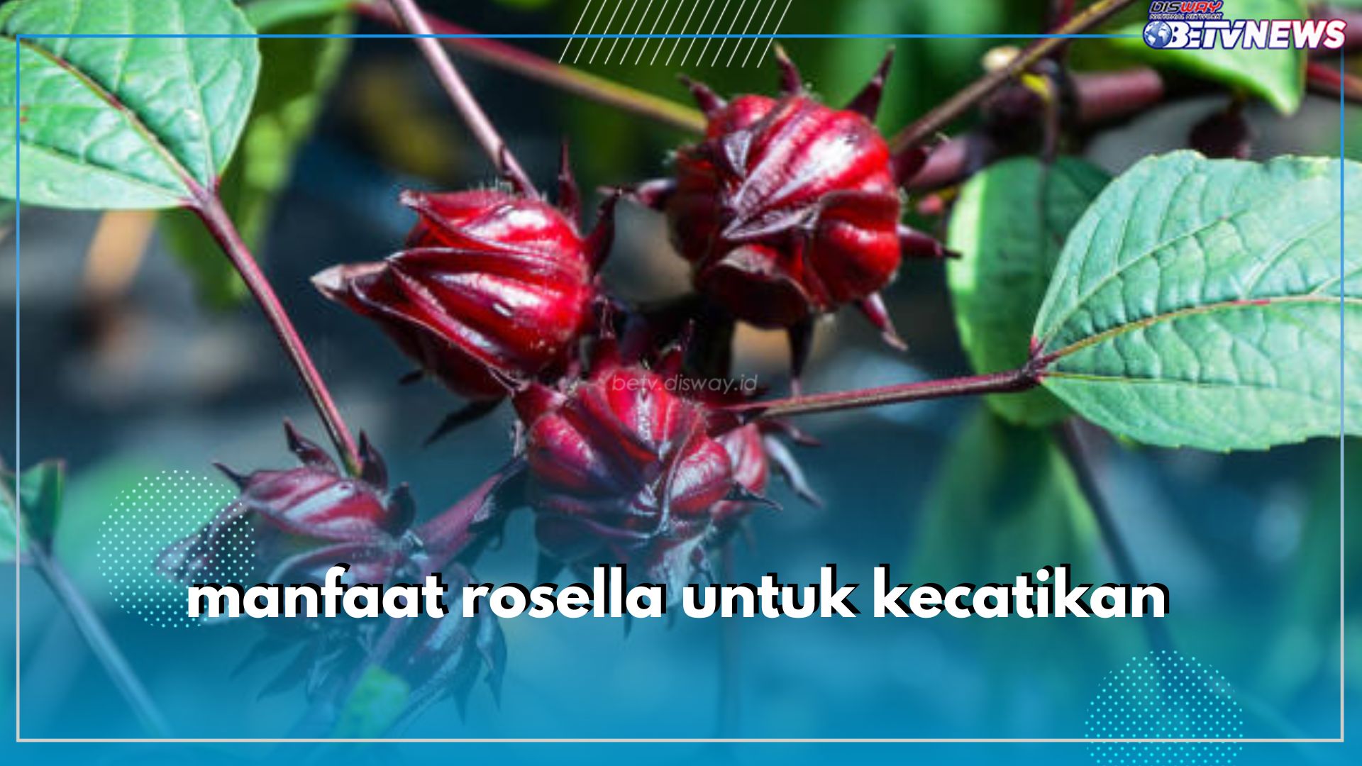 Cek di Sini 6 Manfaat Bunga Rosella untuk Kecantikan, Bagus Melembabkan Kulit