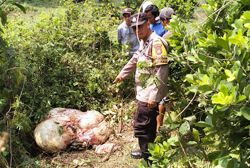 Geger! Hewan Ternak Warga di Bengkulu Utara Dicuri Lalu Disembelih, Sisa Jeroan