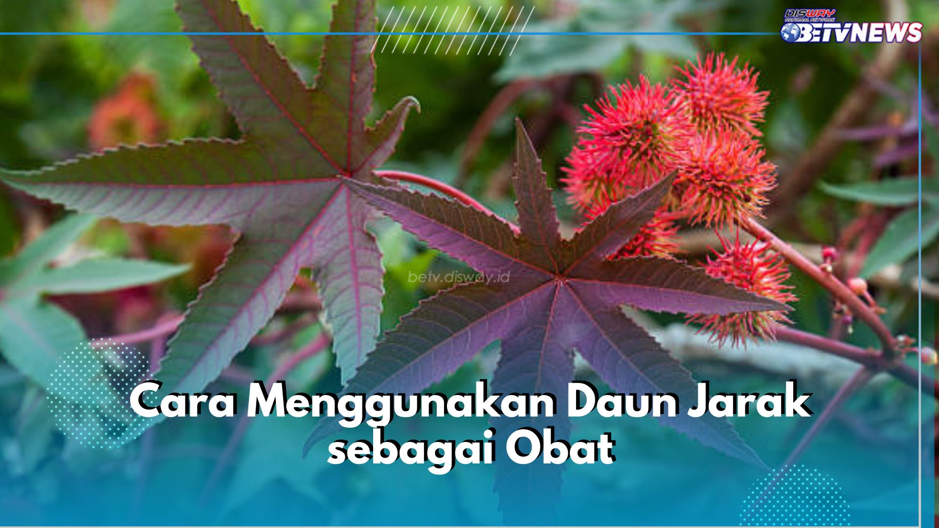 Mujarab! Ini 5 Cara Gunakan Daun Jarak sebagai Obat, Jadi Kompres hingga Salep