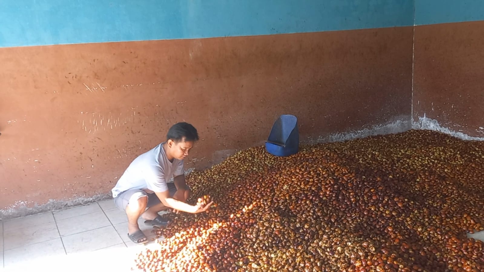 Harga Jengkol di Seluma Turun Lagi Jadi Rp8 Ribu per Kilo, Ini Penyebabnya