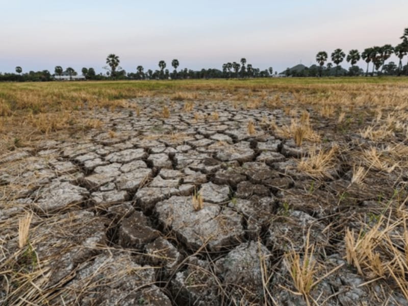 Musim Kemarau, 40 Hektar Lahan Sawah di Seluma Alami Kekeringan