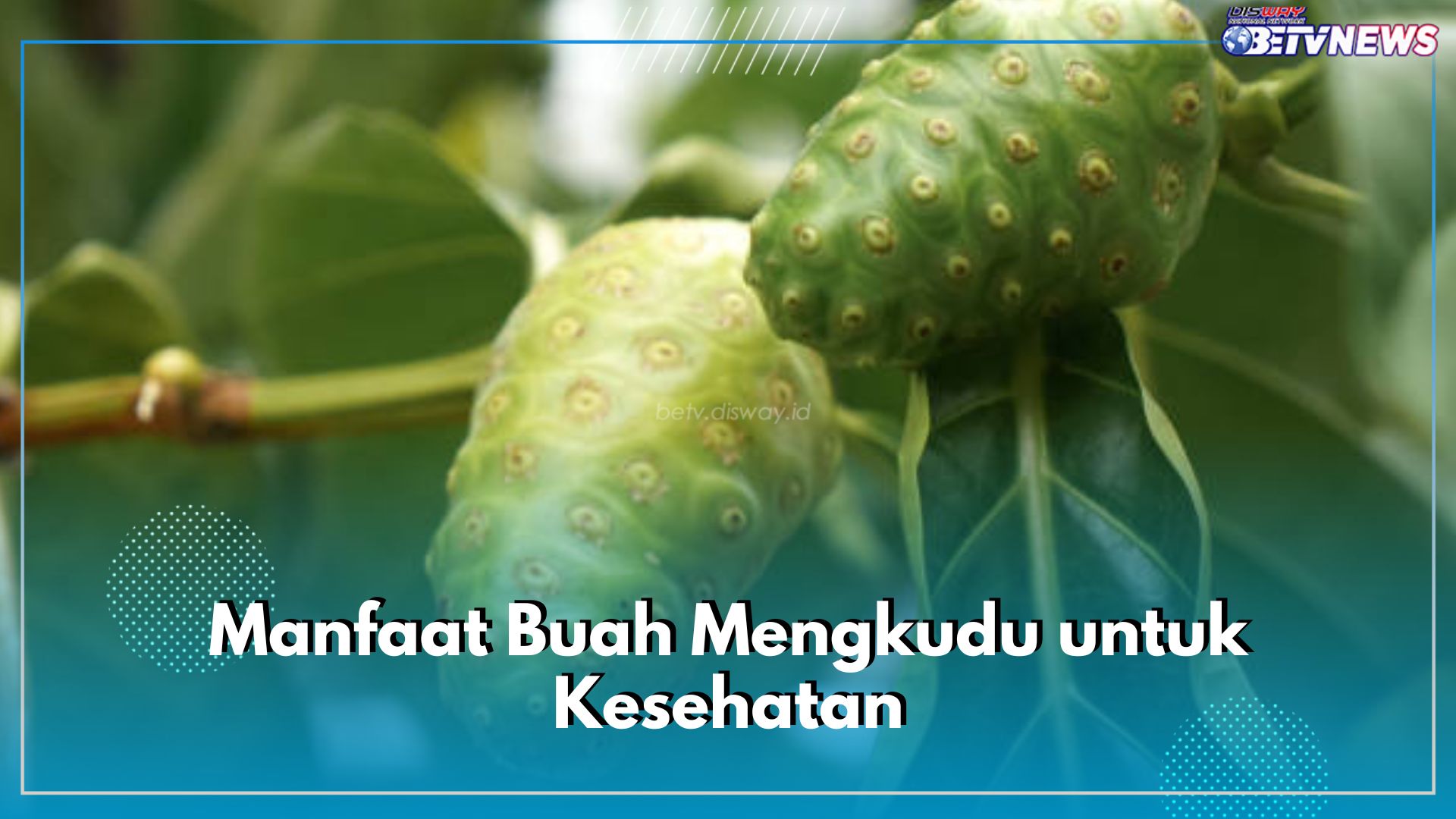 6 Manfaat Tak Terduga Buah Mengkudu untuk Kesehatan, Bisa Bantu Kurangi Nyeri Sendi