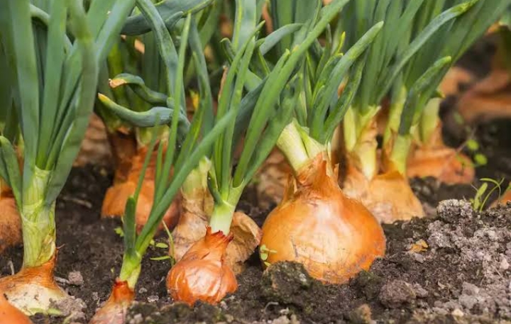 Ini Cara Menanam Bawang Bombai dengan Benar, Tumbuh Subur dan Panen Melimpah