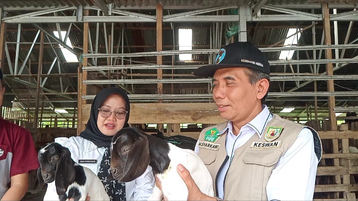 Disnakkeswan Provinsi Bengkulu: 43.000 Ekor Kambing Siap Dikurbankan di Hari Raya Idul Adha