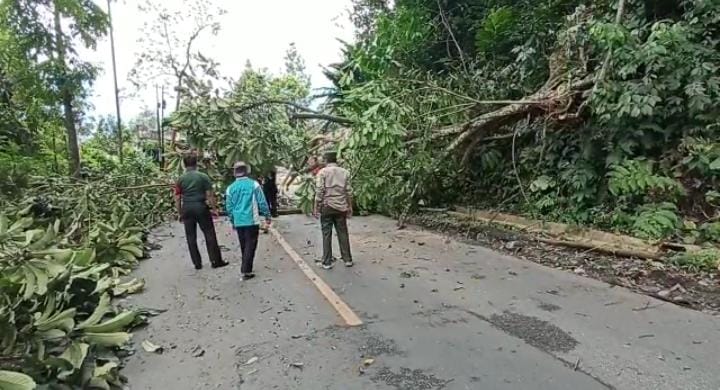 Antisipasi Pohon Tumbang, Tim Gabungan Pangkas Pohon di Liku Sembilan 