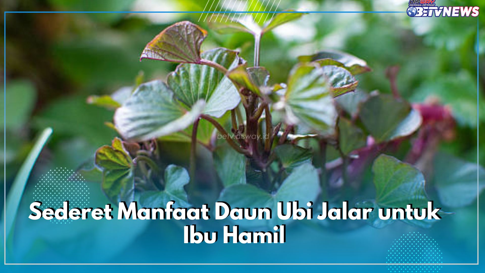 Sederet Manfaat Daun Ubi Jalar untuk Ibu Hamil, Yuk Klaim Sekarang!