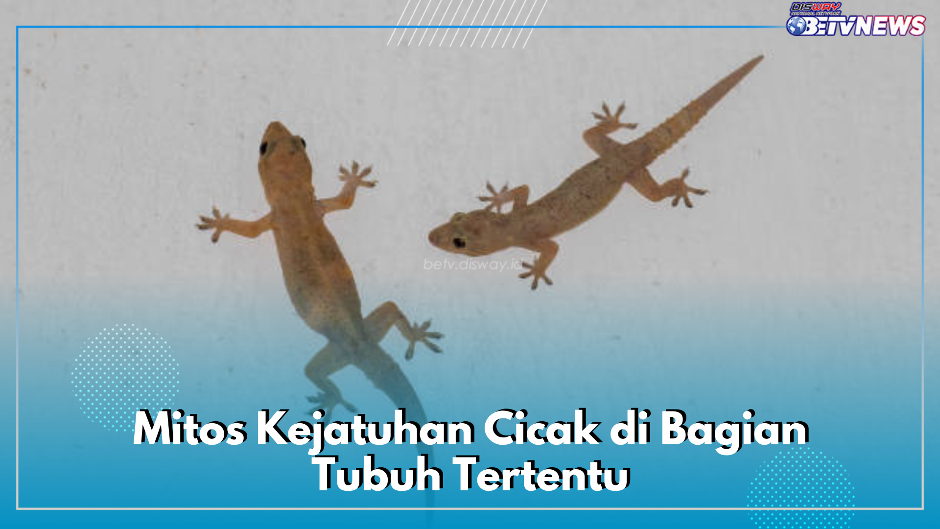 Ini 7 Mitos Kejatuhan Cicak di Anggota Tubuh Tertentu, Berdampak Baik atau Buruk? Cek Penjelasannya