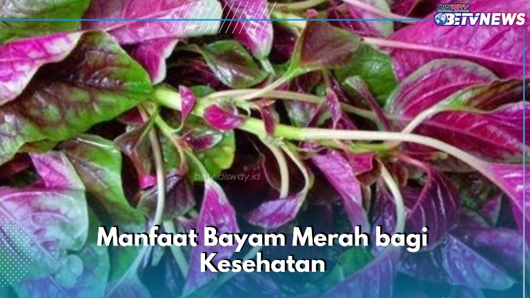 Manfaat Lain Bayam Merah yang Perlu Diketahui, Dipercaya Baik untuk Pencernaan