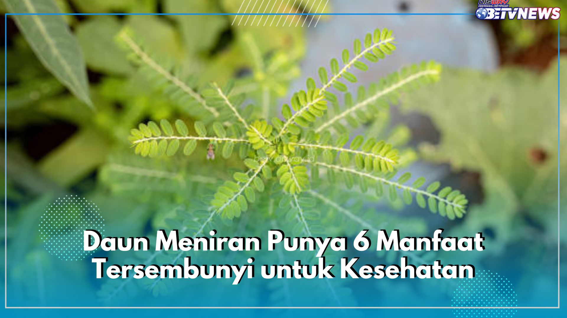 Kerap di Kenal Sebagai Rumput Liar, Daun Meniran Punya 6 Manfaat Tersembunyi untuk Kesehatan, Apa Saja?