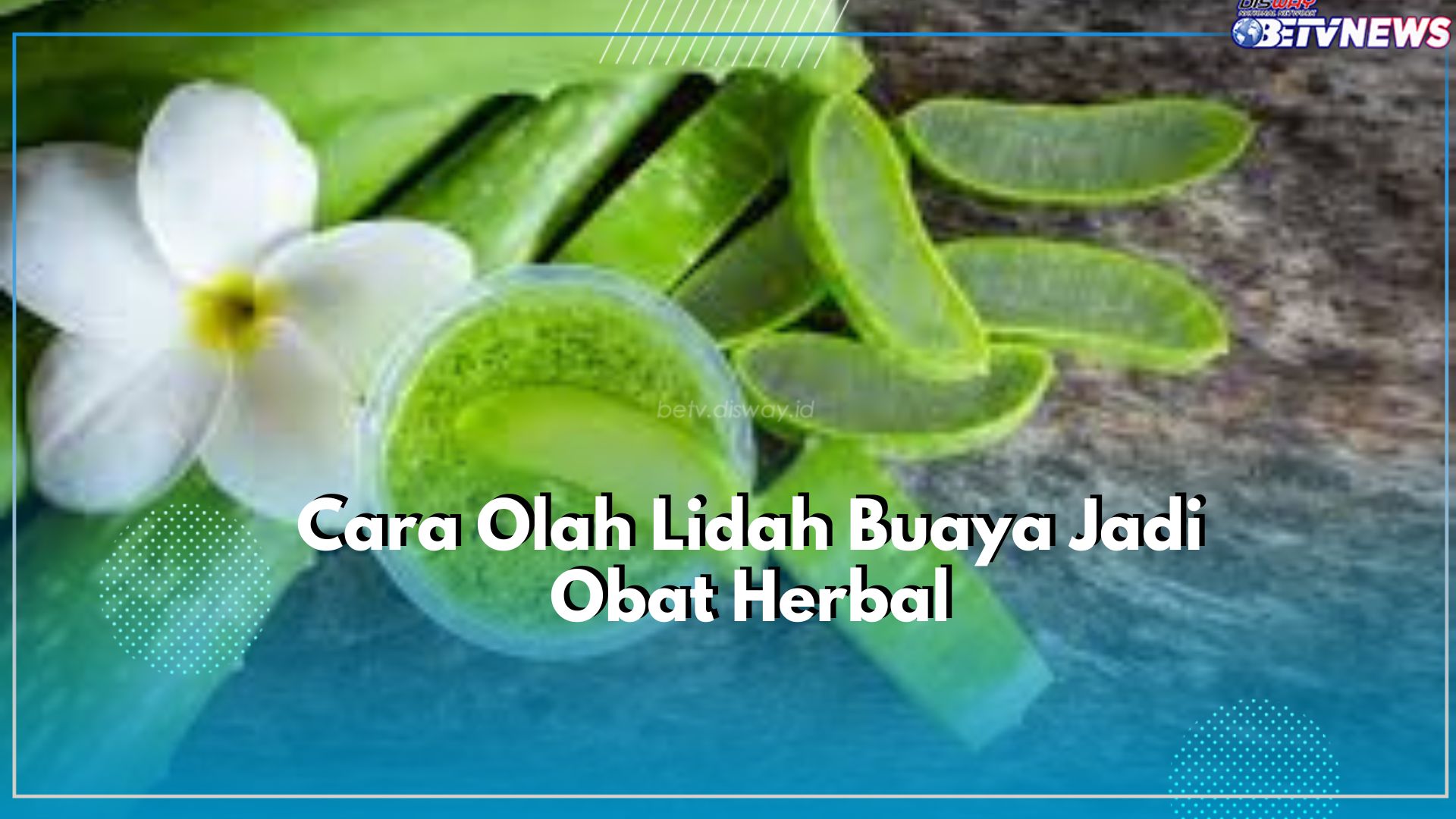Lidah Buaya Dapat Diolah Jadi Obat Herbal, Gimana? Intip Caranya Disini!