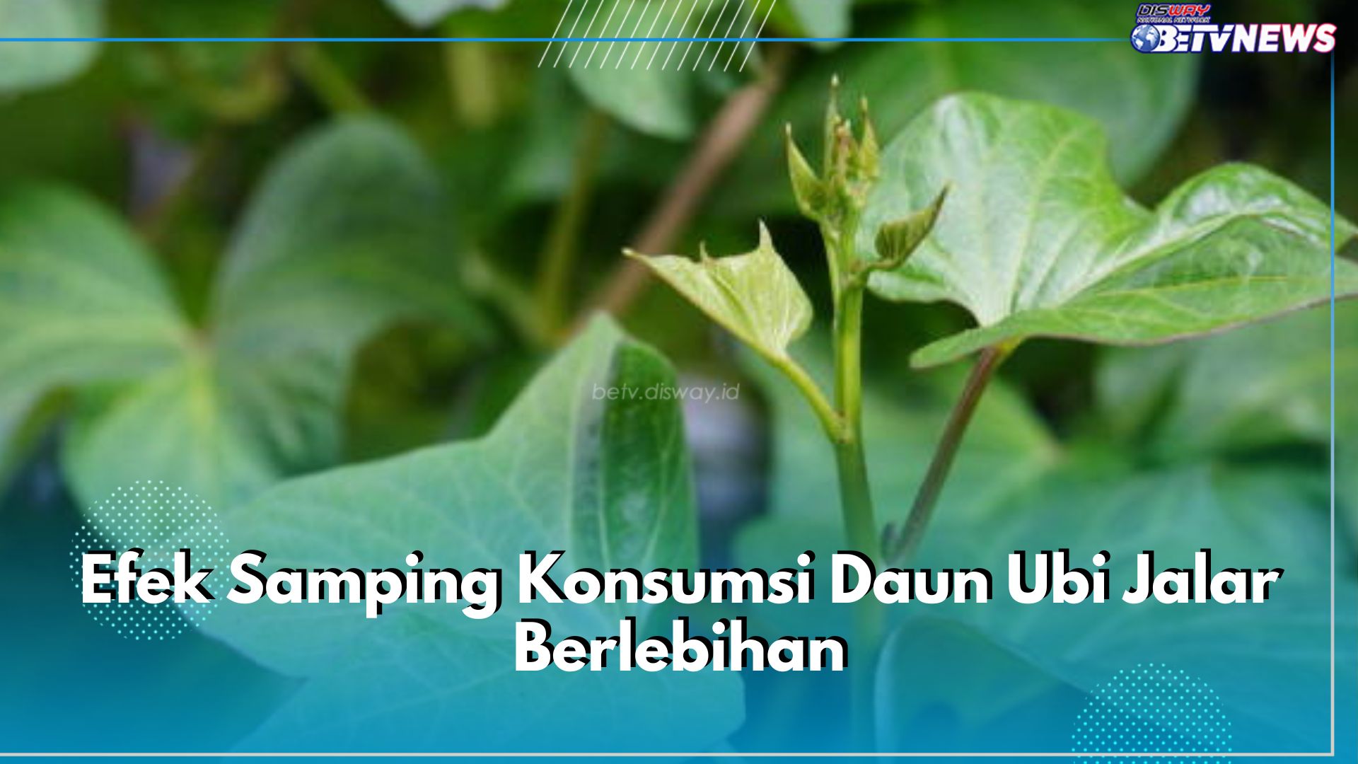 Jadi Pedang Bermata Dua, Ini 5 Efek Samping Konsumsi Daun Ubi Jalar Berlebihan bagi Tubuh