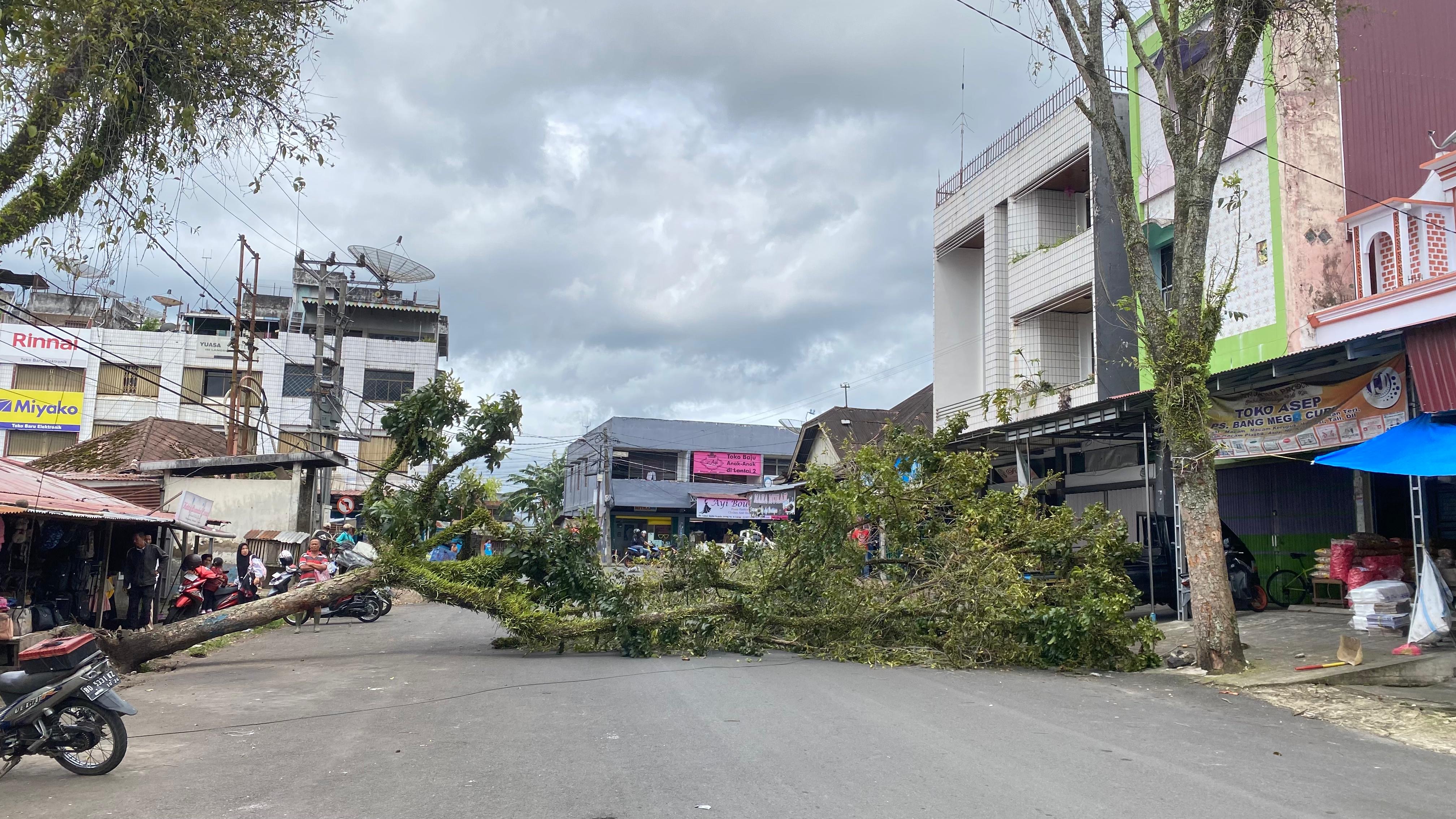 Pohon Setinggi 20 Meter di Kawasan Pasar Bang Mego Tumbang Diterjang Angin Kencang